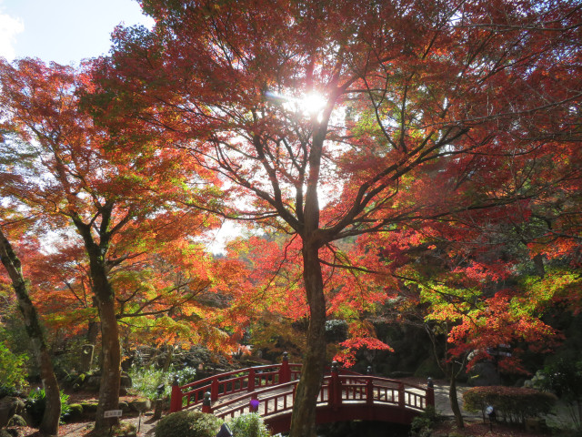 日本で最も遅い紅葉が楽しめる！秋のもみじ鑑賞